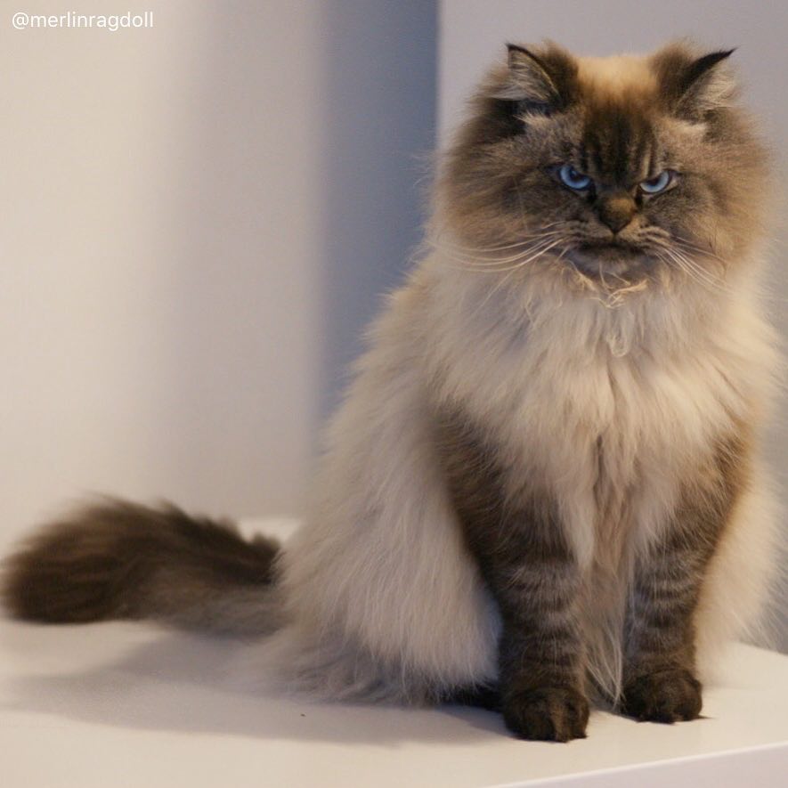 Meet Merlin, the Ragdoll cat who always has a displeased expression, bringing a comedic element to his facial expression. – The News Volcano