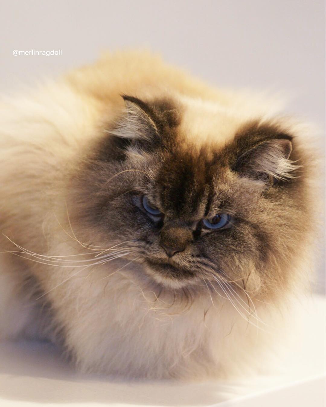 Meet Merlin, the Ragdoll cat who always has a displeased expression, bringing a comedic element to his facial expression. – The News Volcano