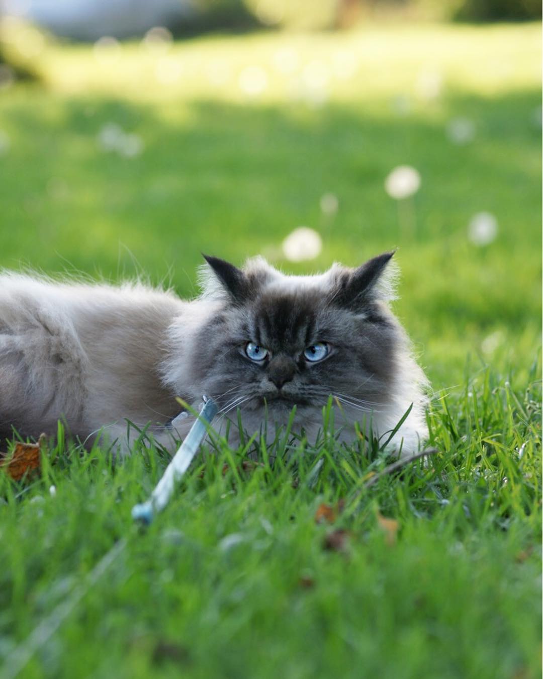 Meet Merlin, the Ragdoll cat who always has a displeased expression, bringing a comedic element to his facial expression. – The News Volcano