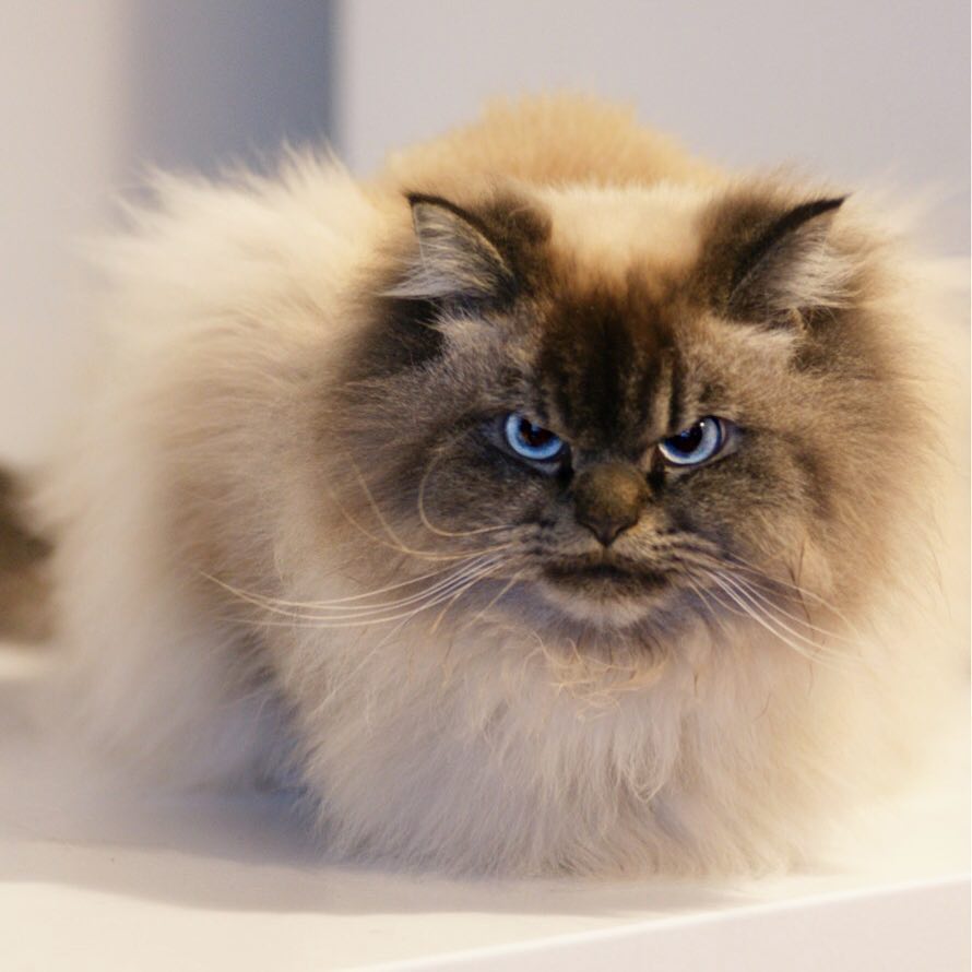 Meet Merlin, the Ragdoll cat who always has a displeased expression, bringing a comedic element to his facial expression. – The News Volcano