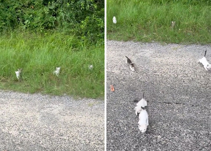 A man was “ambushed” by kittens as he stopped on the side of the road to rescue one, highlighting the adorable and playful nature of felines. – The News Volcano