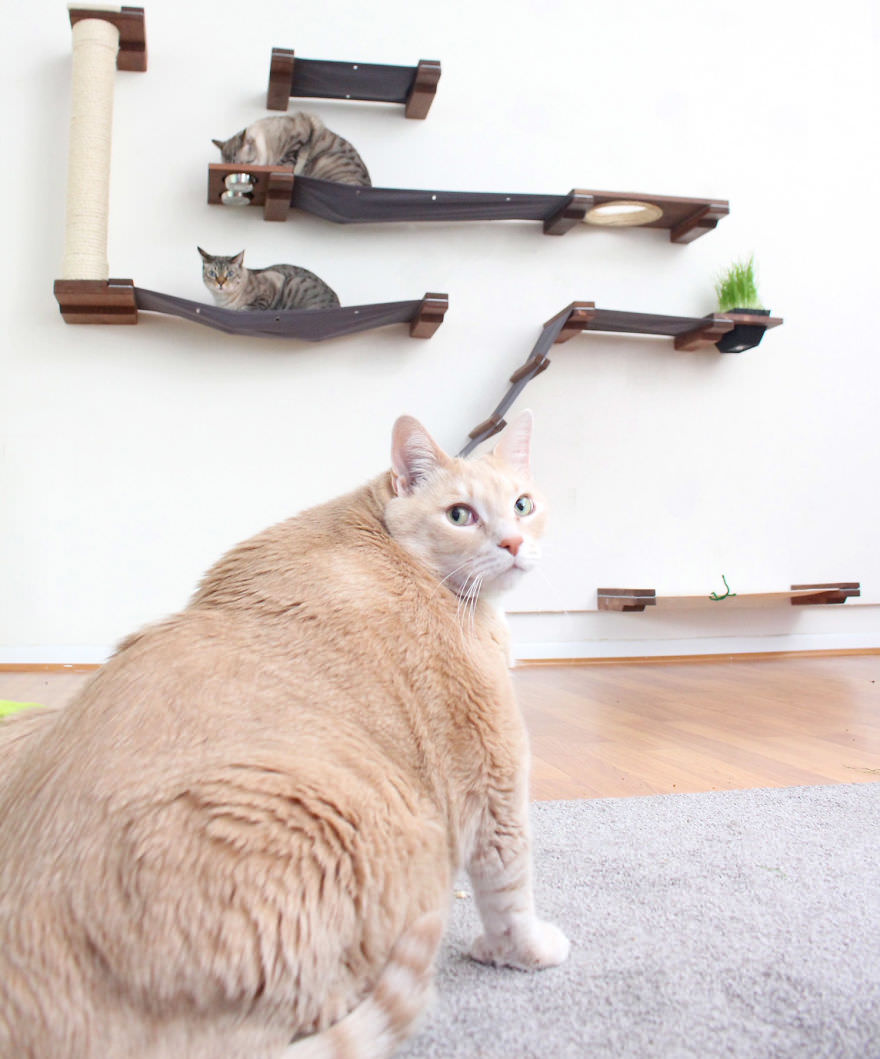 Love sparks instantly as a couple adopts a 33-pound cat, embarking on a battle to help it lose weight. – The News Volcano