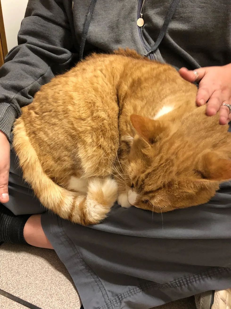 A rejected lap cat finds a loving family who adores and cherishes his cuddly nature. – ourplanet24.com