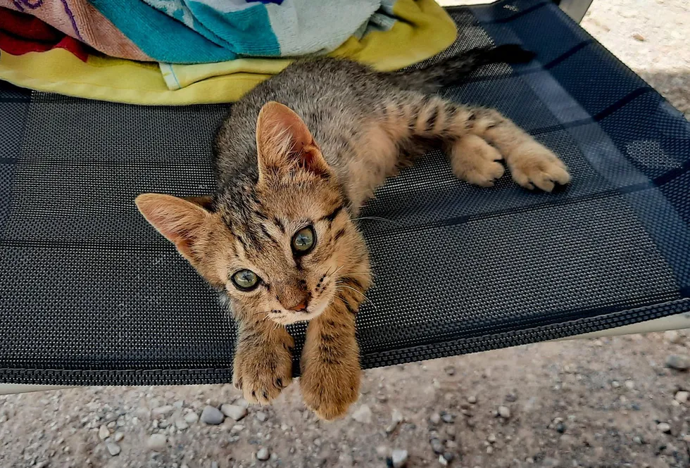 "Spontaneous Kitten Enthusiastically Joins Beach-Going Couple on Adventure" - 8quynhon