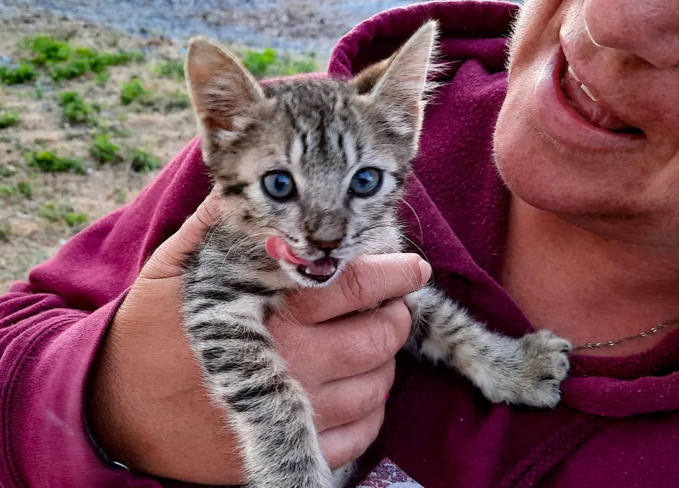 "Spontaneous Kitten Enthusiastically Joins Beach-Going Couple on Adventure" - 8quynhon