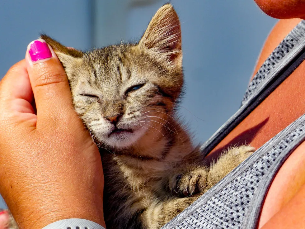 "Spontaneous Kitten Enthusiastically Joins Beach-Going Couple on Adventure" - 8quynhon