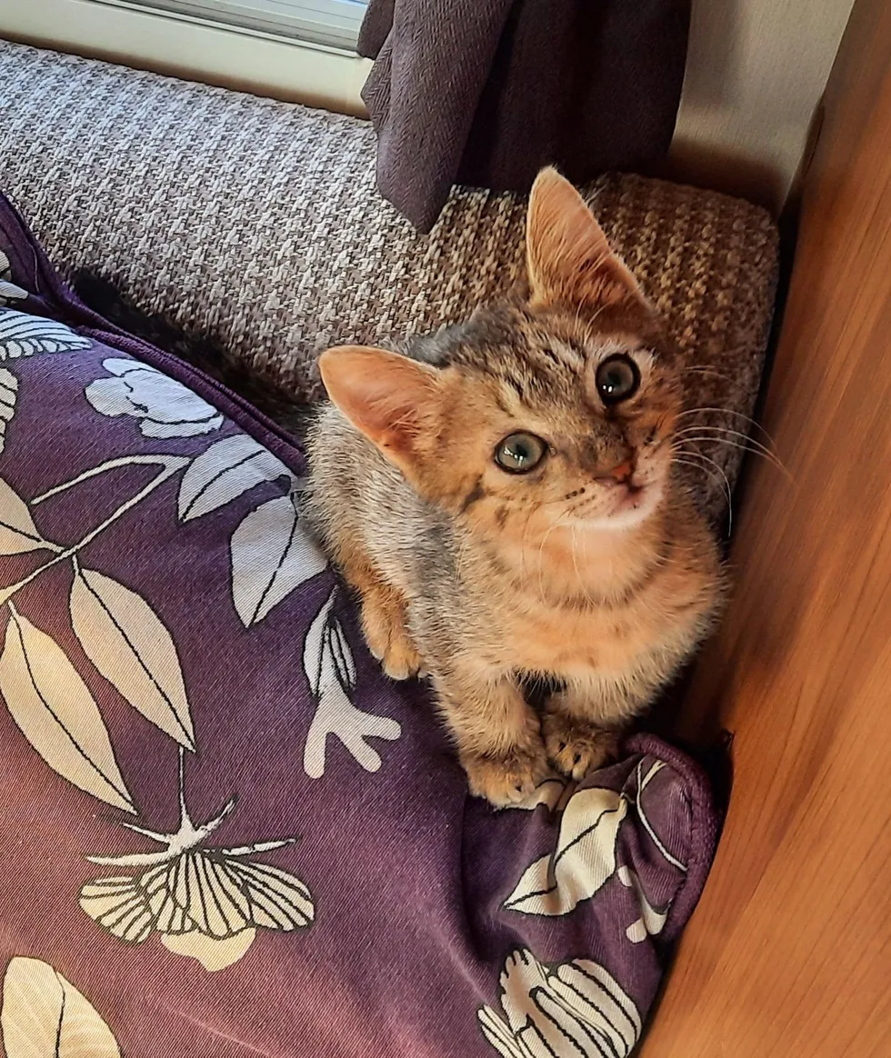 "Spontaneous Kitten Enthusiastically Joins Beach-Going Couple on Adventure" - 8quynhon