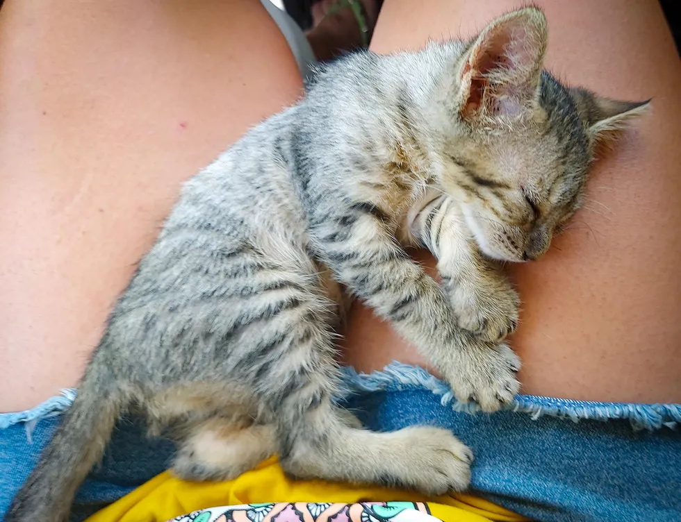 "Spontaneous Kitten Enthusiastically Joins Beach-Going Couple on Adventure" - 8quynhon