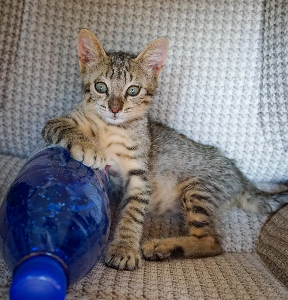 "Spontaneous Kitten Enthusiastically Joins Beach-Going Couple on Adventure" - 8quynhon