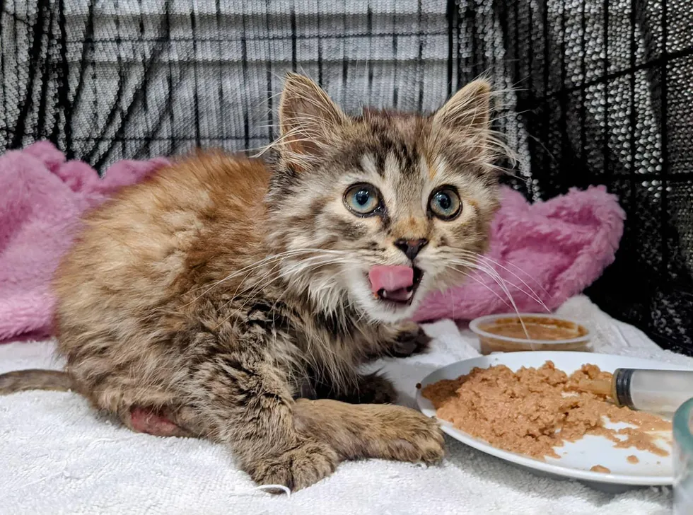 An Irresistible Kitten Melts Hearts as She Fearlessly Embraces a Joyful Existence, Enchanting All with Endless Happiness. – ourplanet24.com