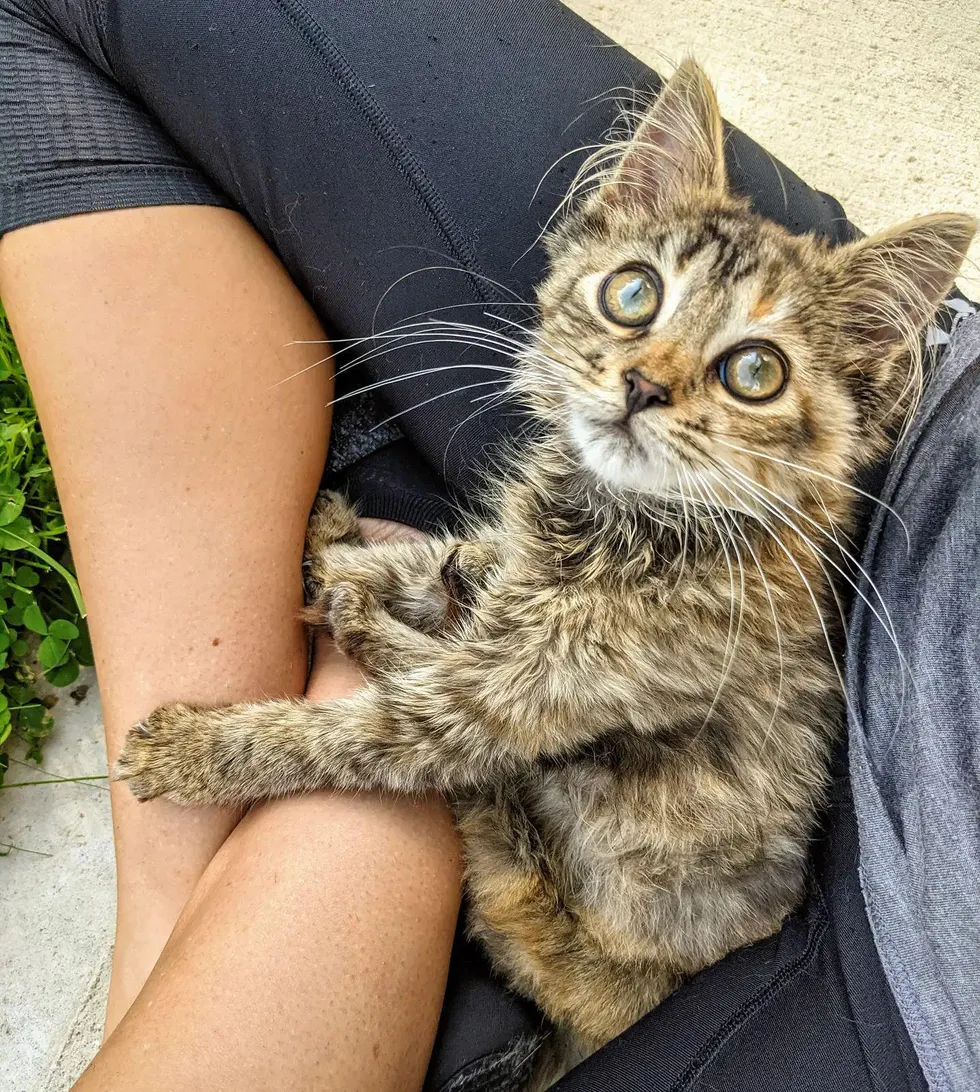 An Irresistible Kitten Melts Hearts as She Fearlessly Embraces a Joyful Existence, Enchanting All with Endless Happiness. – ourplanet24.com