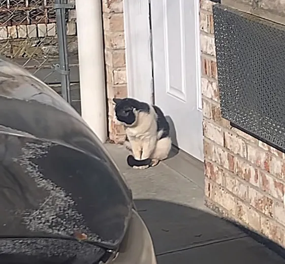 A cat with an intense longing for affection has found a group of people to cuddle with all day long, forming a strong bond of love