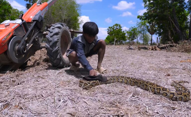Heroic Farmer's Tale: Empathy and Courage Shine as Brave Man Rescues Big Snake While Plowing Field (Video)..D - LifeAnimal