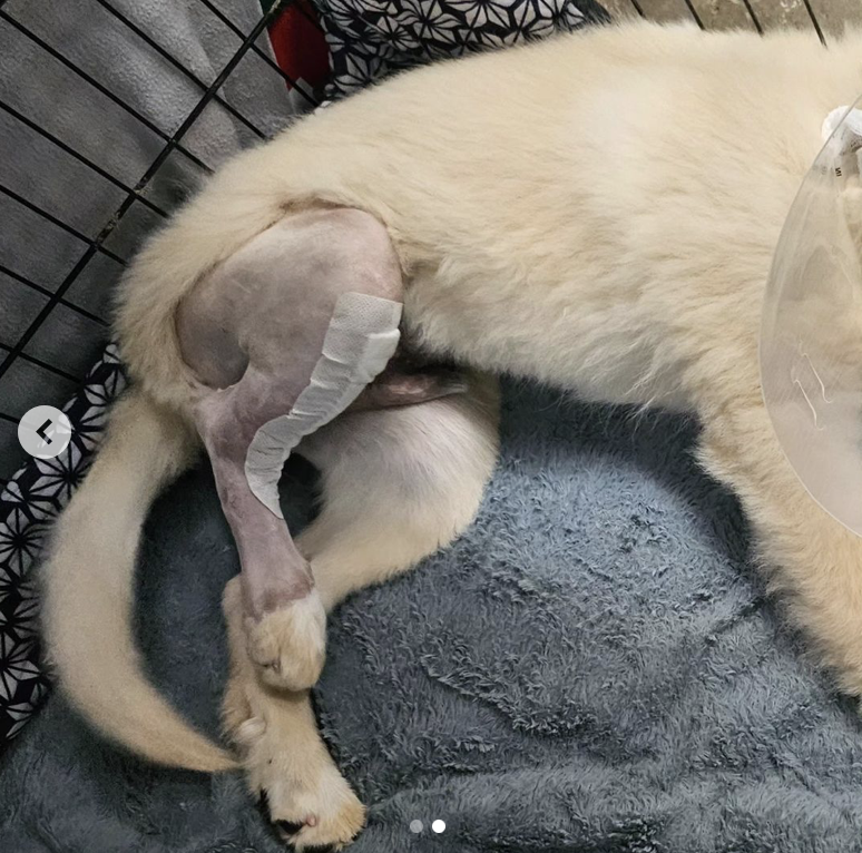 Heartbreaking Cruelty! Witness the rescue of a Great Pyrenees puppy cruelly thrown from a moving car, now on the path to healing. – newsvaults.com