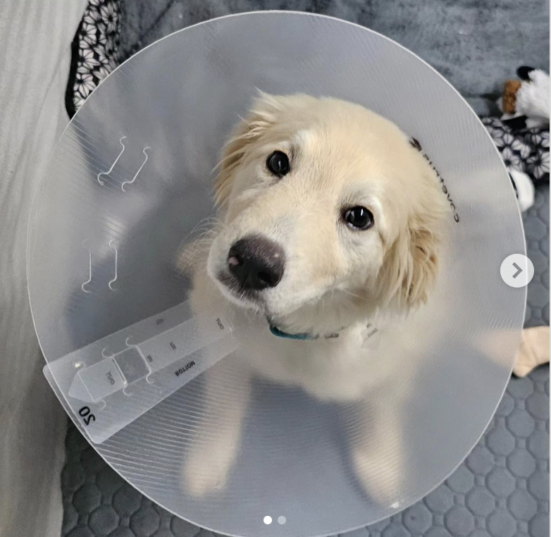 Heartbreaking Cruelty! Witness the rescue of a Great Pyrenees puppy cruelly thrown from a moving car, now on the path to healing. – newsvaults.com