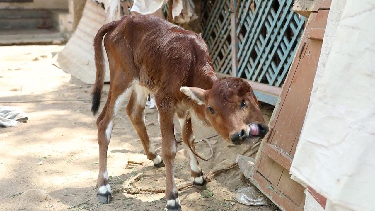 Baby goat born with the most terrifying 2-headed mutation on the planet makes everyone scared (Video).f - LifeAnimal