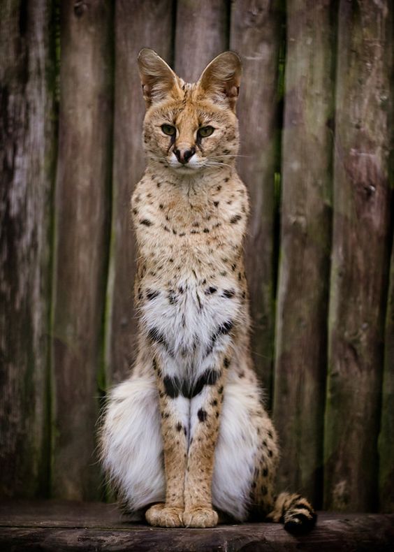 Meeting the adorable cat with longer legs than a beauty queen, the truth behind it makes many people amazed. - Yeudon