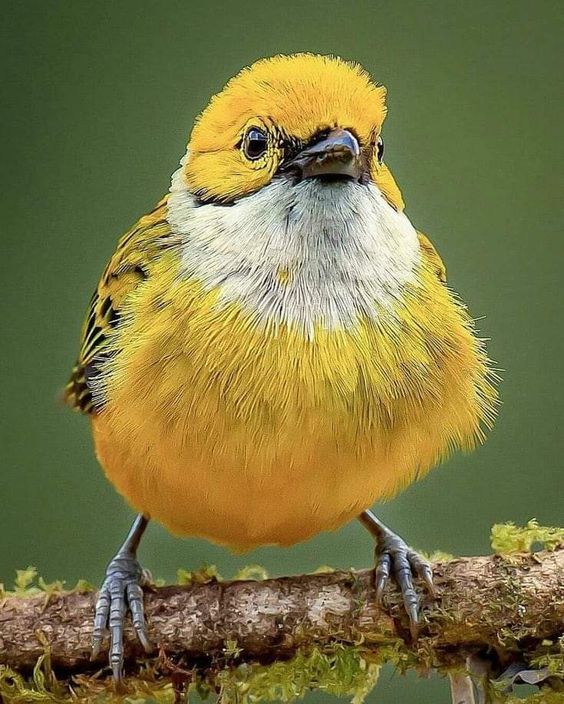 Unveiling the Enigmatic Beauty: The Silver-Throated Tanager, a Colorful Jewel of the Forest - Sporting ABC