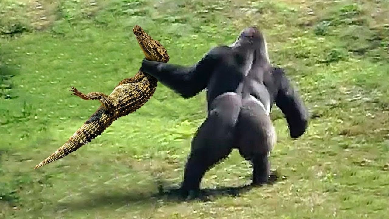 Jaw-Dropping Encounter: Gorilla's Epic Response to Bold Crocodile Attack Leaves Everyone Astounded (Video)..D - LifeAnimal