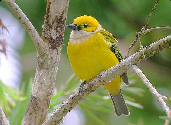 Unveiling the Enigmatic Beauty: The Silver-Throated Tanager, a Colorful Jewel of the Forest - Sporting ABC