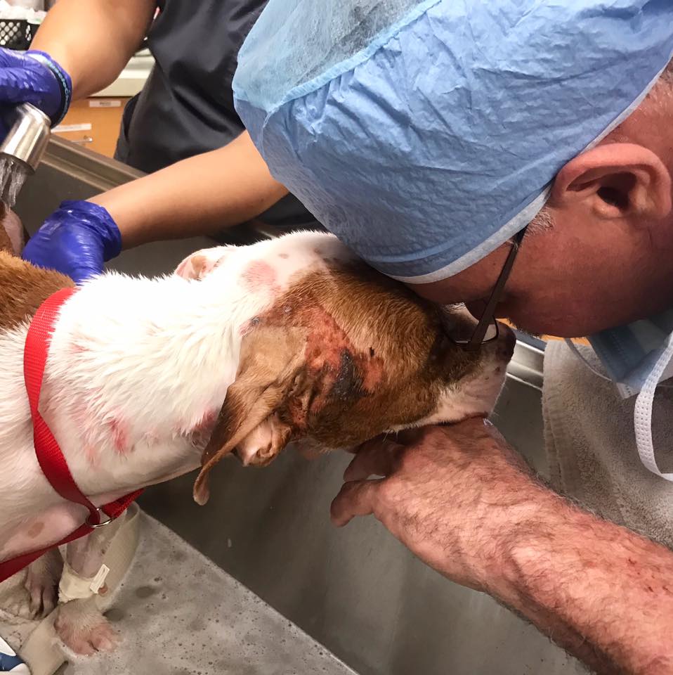 A dog rescued from life-threatening burns becomes overwhelmed with emotions upon seeing the veterinarian again. - Puppies Love