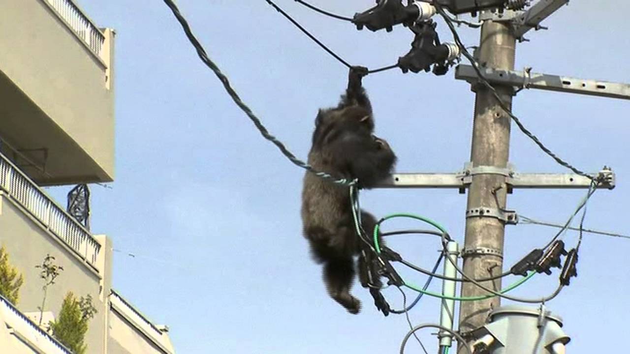Monkey swings high voltage power poles and gets stuck waiting for rescuers and unimaginable endings (Video).f - LifeAnimal