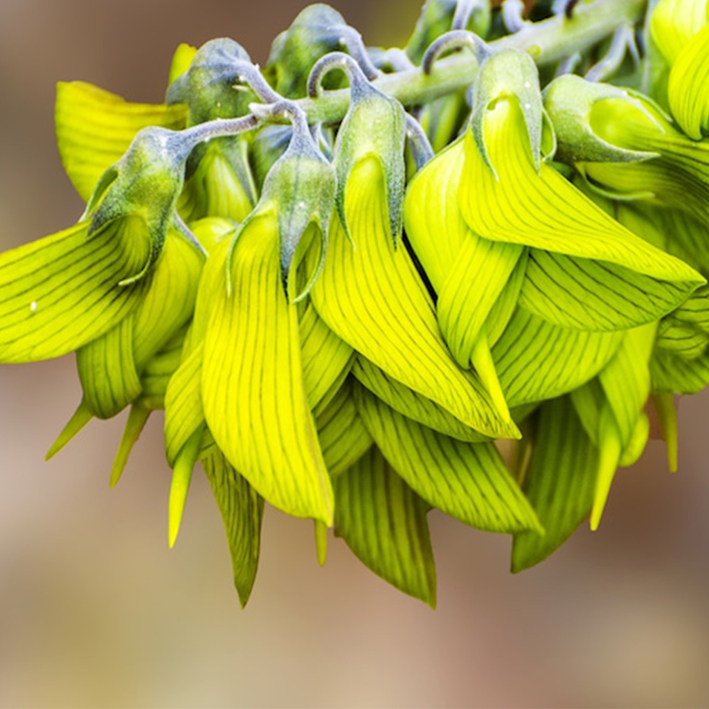 Unveiling a Strange Plant: Petals Shaped Like Hummingbirds Carry a Powerful Message - Sporting ABC