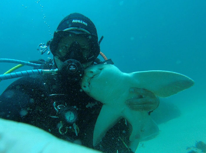 Unusual Friendship: Heartwarming Diver-Shark Bond as the Shark Seeks Cuddles in Every Encounter..D - LifeAnimal