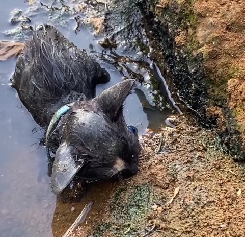 Rescue the poor kitten who fell into the ditch and luckily, a miracle happened at this fateful time that made everyone extremely happy