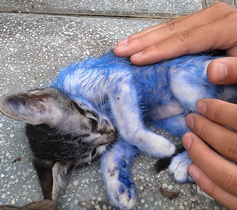 The cat was painted blue and abandoned inside a cardboard box, fortunately discovered by a kind man and taken to the doctor in time.NgocChau