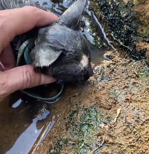 Rescue the poor kitten who fell into the ditch and luckily, a miracle happened at this fateful time that made everyone extremely happy