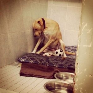 The Saddest Dog In The World Lost Her Home Again And Will Be Put To Sleep If She Doesn't Get Adopted Promptly