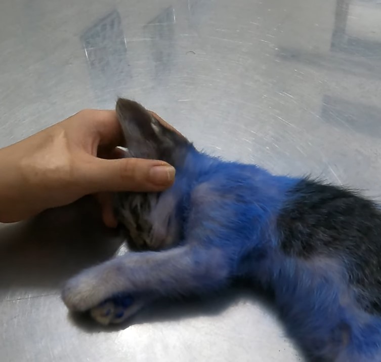 The cat was painted blue and abandoned inside a cardboard box, fortunately discovered by a kind man and taken to the doctor in time.NgocChau