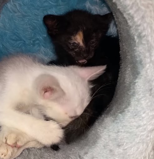 Rescue the poor kitten who fell into the ditch and luckily, a miracle happened at this fateful time that made everyone extremely happy