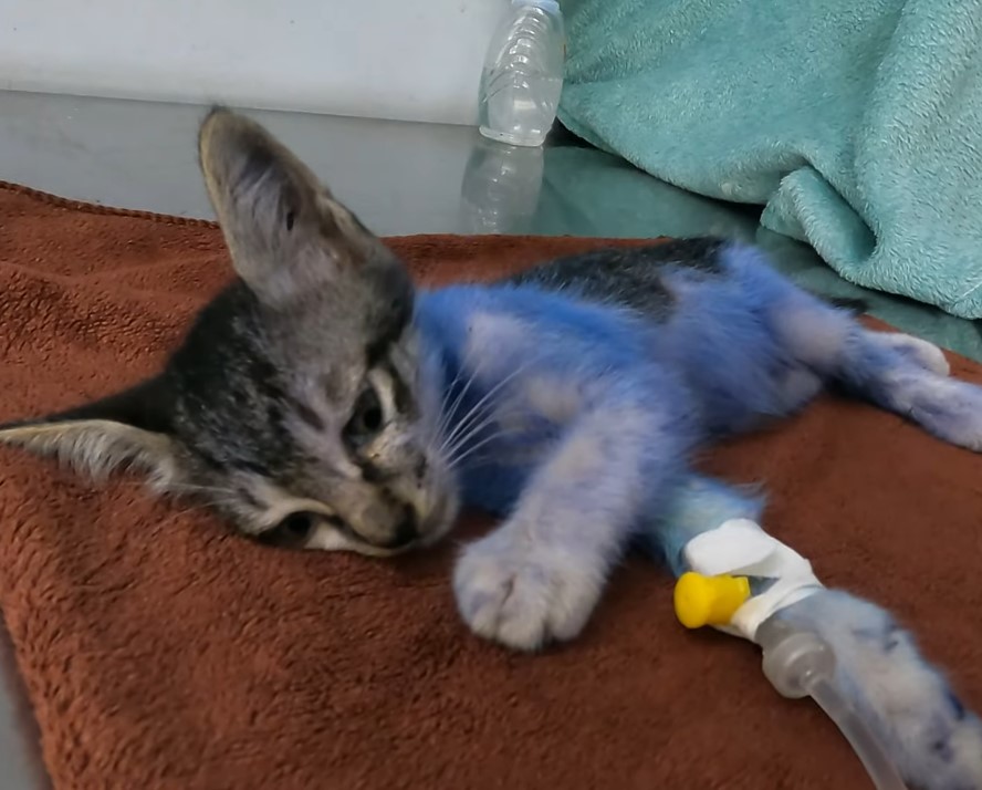 The cat was painted blue and abandoned inside a cardboard box, fortunately discovered by a kind man and taken to the doctor in time.NgocChau