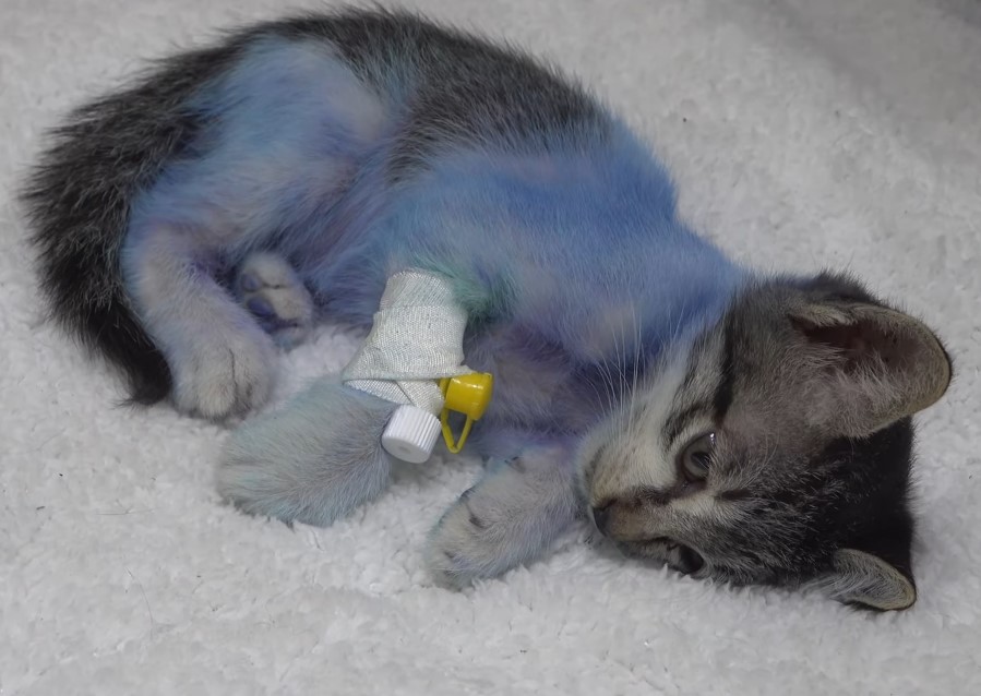 The cat was painted blue and abandoned inside a cardboard box, fortunately discovered by a kind man and taken to the doctor in time.NgocChau