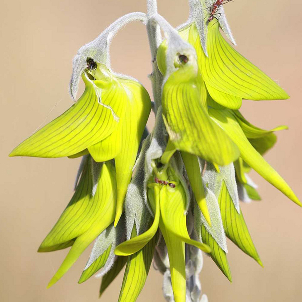 Unveiling a Strange Plant: Petals Shaped Like Hummingbirds Carry a Powerful Message - Sporting ABC