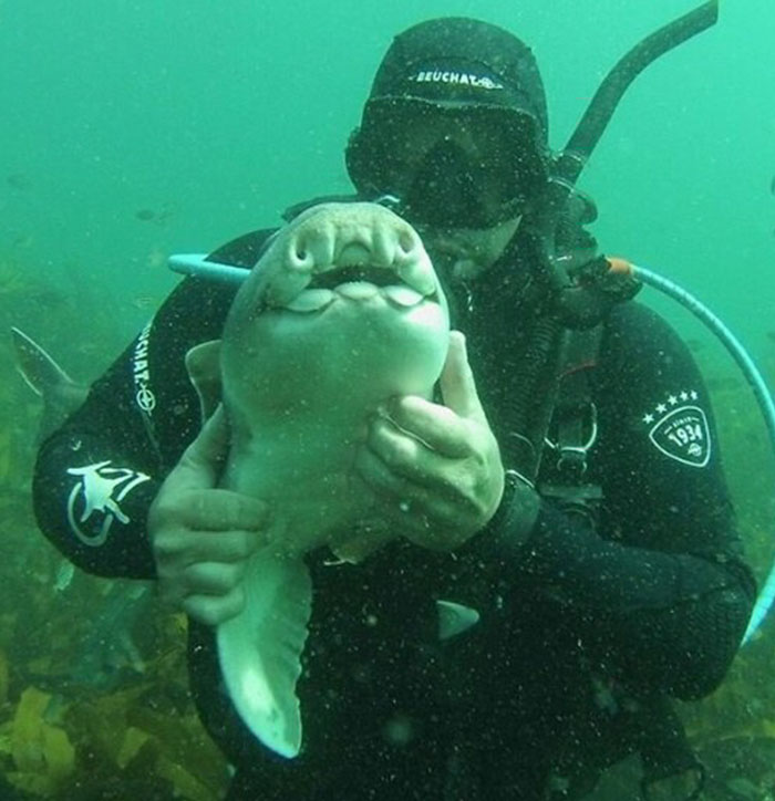 Unusual Friendship: Heartwarming Diver-Shark Bond as the Shark Seeks Cuddles in Every Encounter..D - LifeAnimal