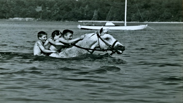 Kind Man Gave His Last $80 To Save A Plow Horse But They Wrote History Together