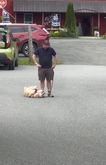 In a hilarious display of stubbornness, a Golden Retriever adamantly refuses to budge when it's time to go home. - Puppies Love