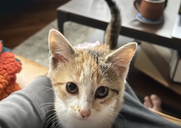 The police adopted the poor cat that was thrown from the window, the cat always clings to his shoulder and stays with him at all times to show his gratitude and love