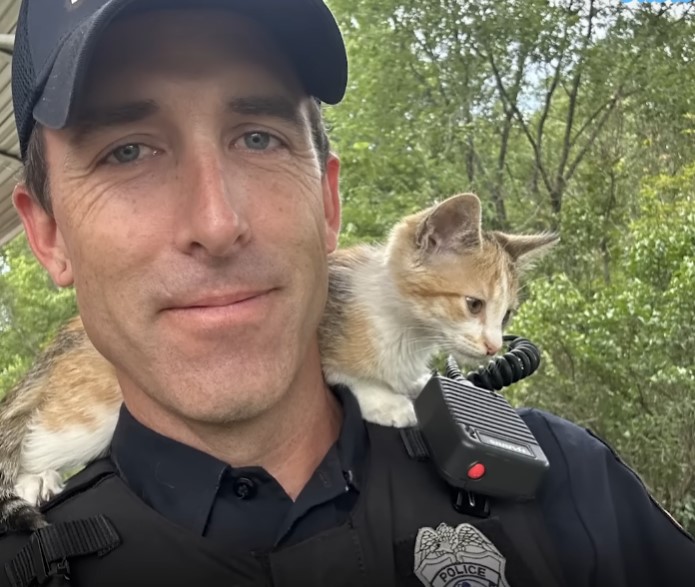 The police adopted the poor cat that was thrown from the window, the cat always clings to his shoulder and stays with him at all times to show his gratitude and love