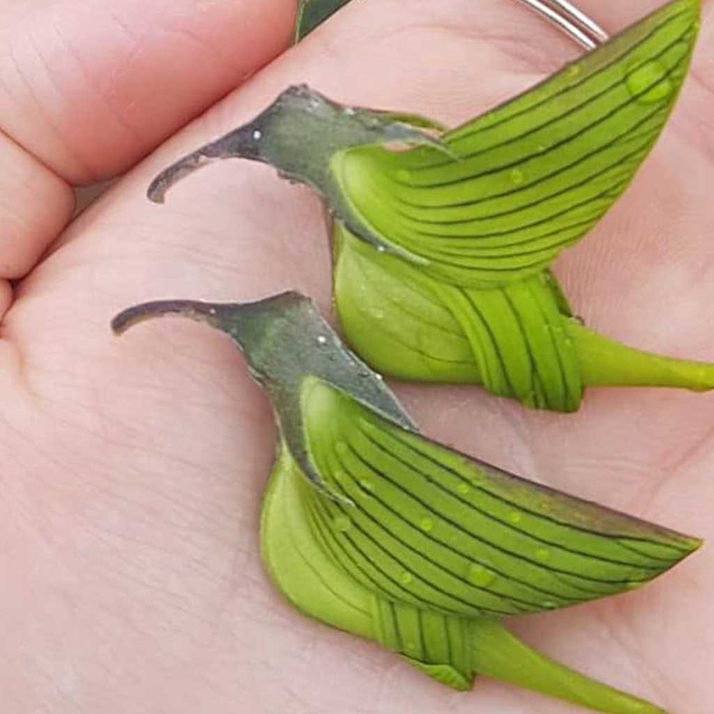 Unveiling a Strange Plant: Petals Shaped Like Hummingbirds Carry a Powerful Message - Sporting ABC