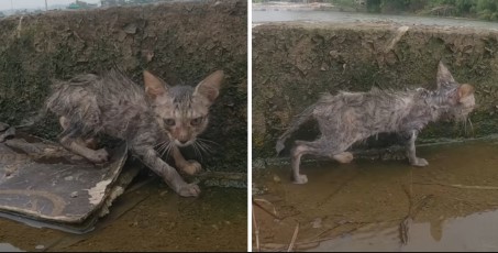 The body of this poor cat is left with only skin and bones, if not saved in time, it is almost impossible to survive!