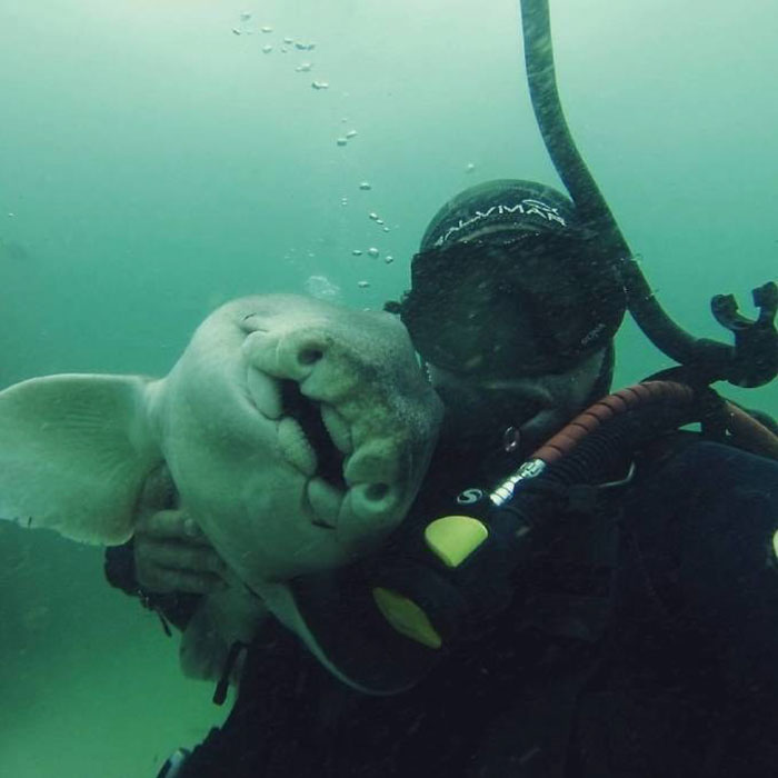 Unusual Friendship: Heartwarming Diver-Shark Bond as the Shark Seeks Cuddles in Every Encounter..D - LifeAnimal