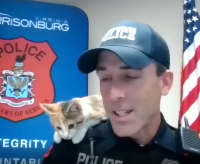 The police adopted the poor cat that was thrown from the window, the cat always clings to his shoulder and stays with him at all times to show his gratitude and love