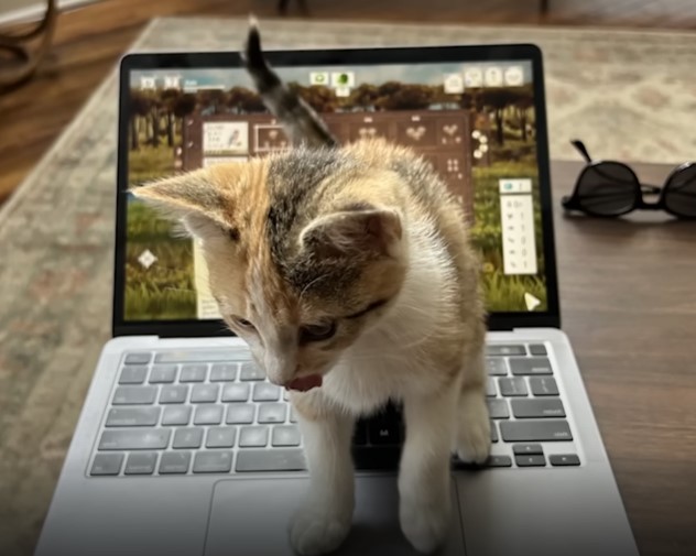 The police adopted the poor cat that was thrown from the window, the cat always clings to his shoulder and stays with him at all times to show his gratitude and love