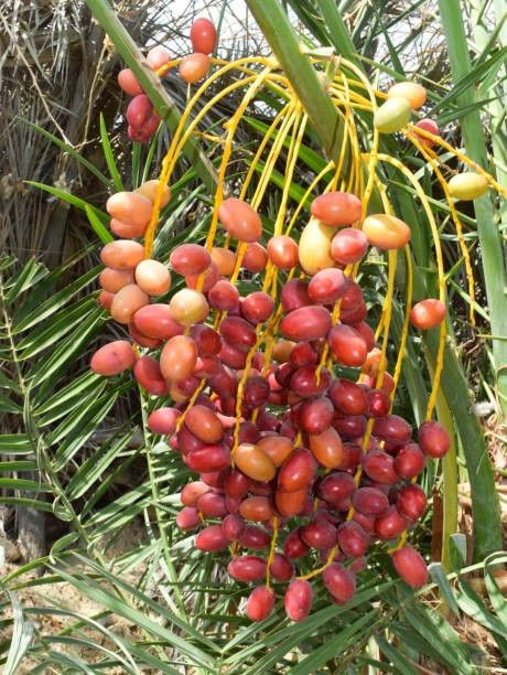 The Betel Leaf Plant – Weavıng Cultural Tradıtıons and Culınarƴ Delıghts -