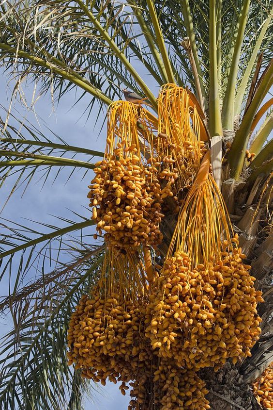 The Betel Leaf Plant – Weavıng Cultural Tradıtıons and Culınarƴ Delıghts -