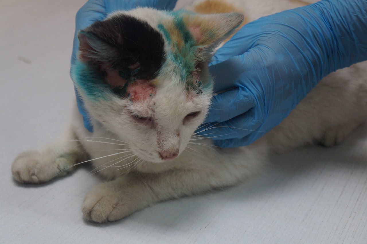 Left to fend for herself in the countryside, the poor cat is now battling a dozen illnesses in her fight for survival